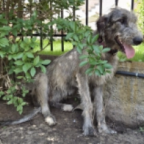 Biborka, grizzle Irish Wolfhound for sale