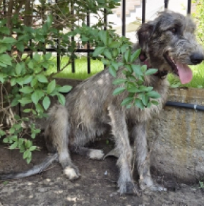 Perros Wolfhound Irlandés en venta