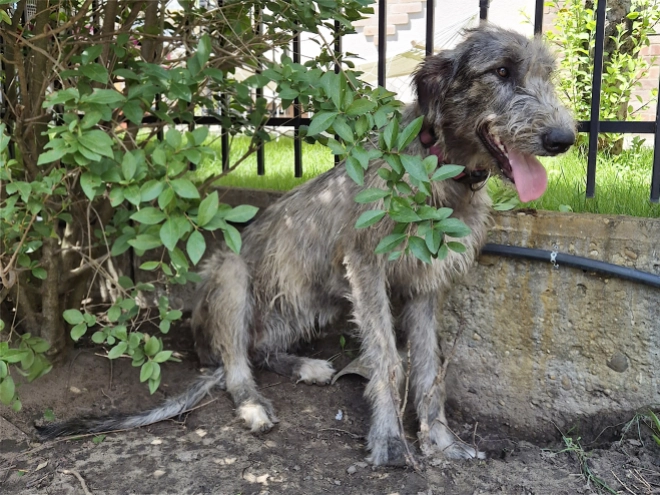Irish Wolfhound puppy for sale