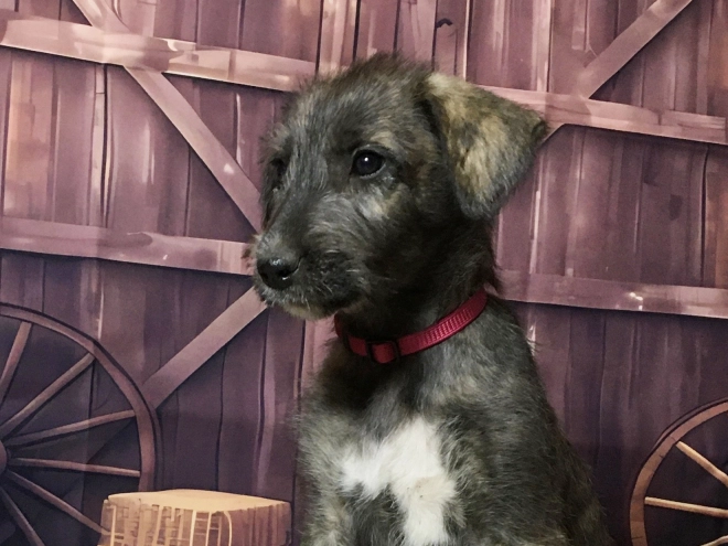 Irish Wolfhound puppy for sale