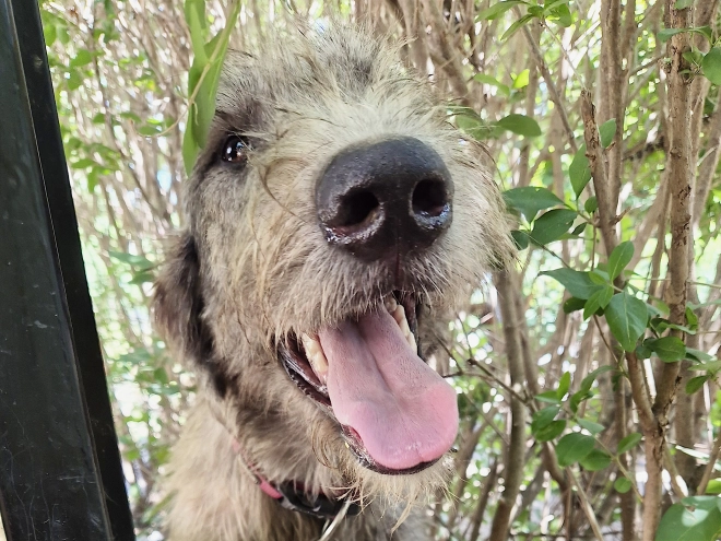Irish Wolfhound puppy for sale