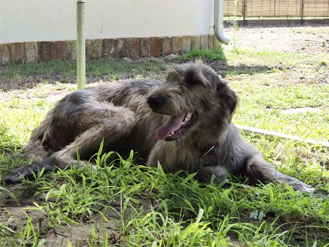 Irish Wolfhound puppy for sale