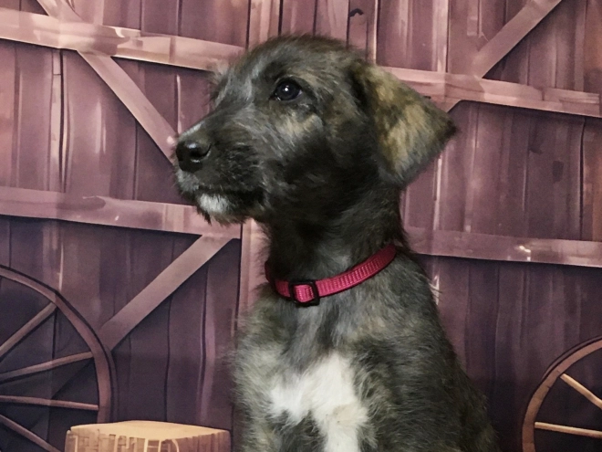 Irish Wolfhound puppy for sale