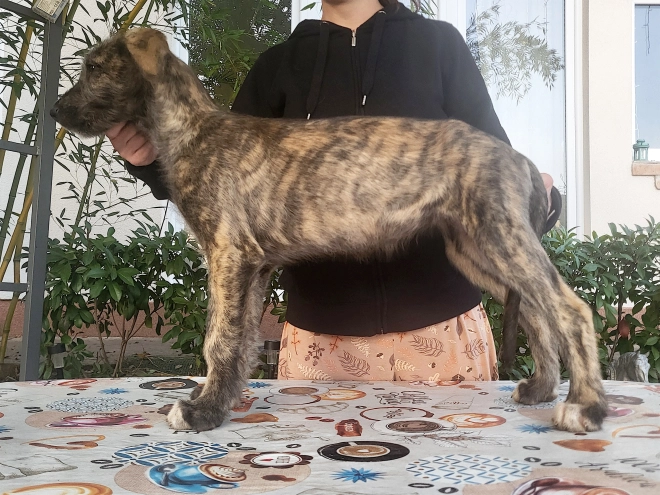 Irish Wolfhound puppy for sale