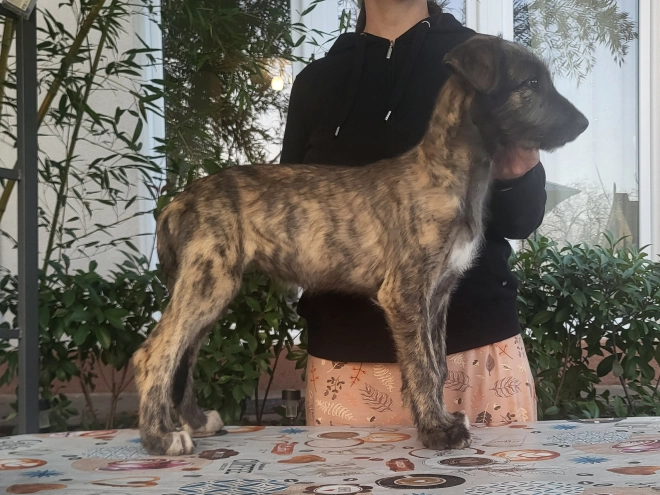 Irish Wolfhound puppy for sale