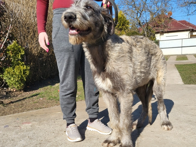 Irish Wolfhound puppy for sale