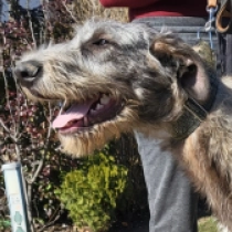 Michael Flatley, grizzle Irish Wolfhound for sale