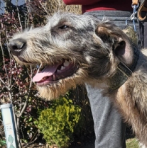 Perros Wolfhound Irlandés en venta