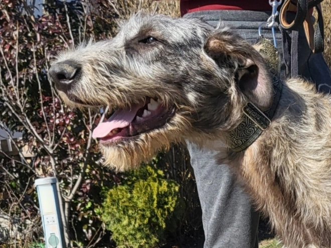 Irish Wolfhound puppy for sale