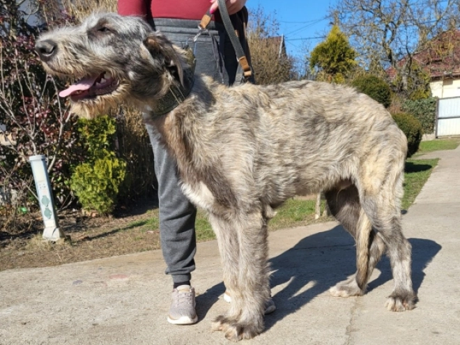 Irish Wolfhound puppy for sale