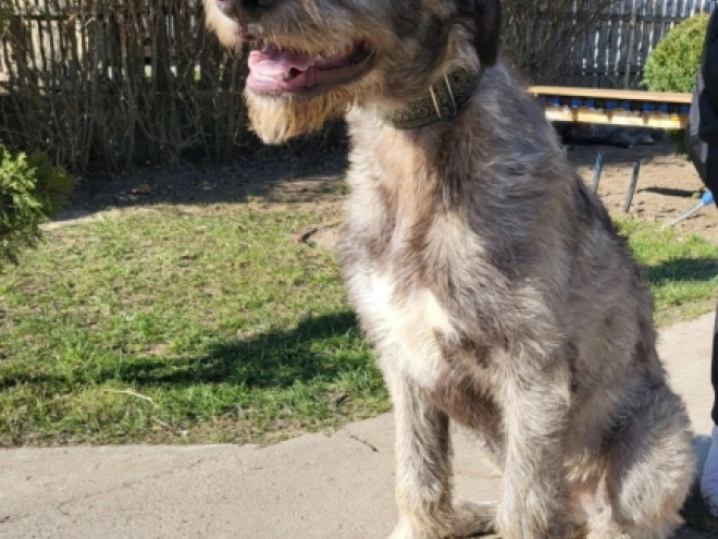 Irish Wolfhound puppy for sale