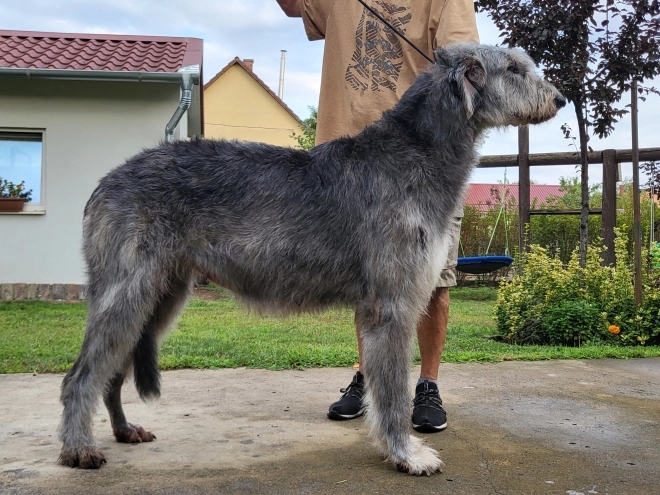 Perros Wolfhound Irlandés en venta