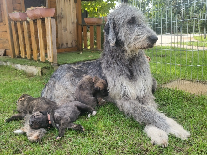 Perros Wolfhound Irlandés en venta