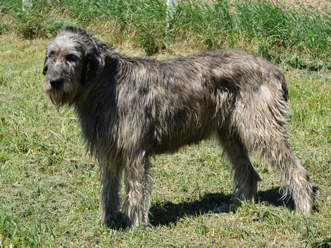 Perros Wolfhound Irlandés en venta