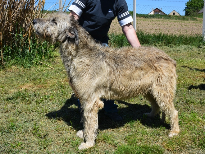 Perros Wolfhound Irlandés en venta