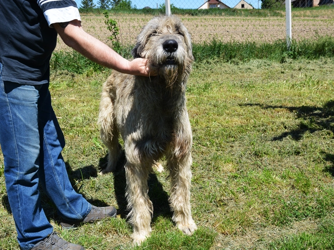 Perros Wolfhound Irlandés en venta