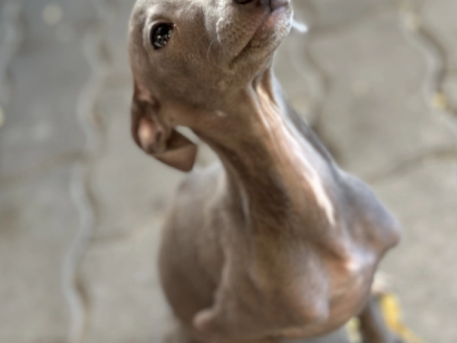 Italian Greyhound puppy for sale