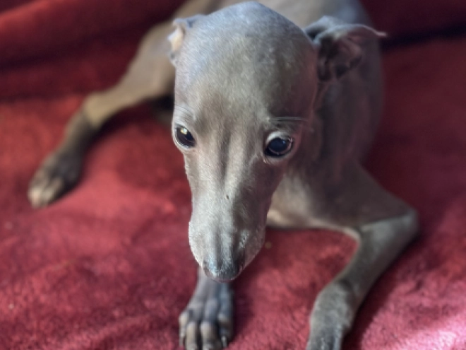 Italian Greyhound puppy for sale