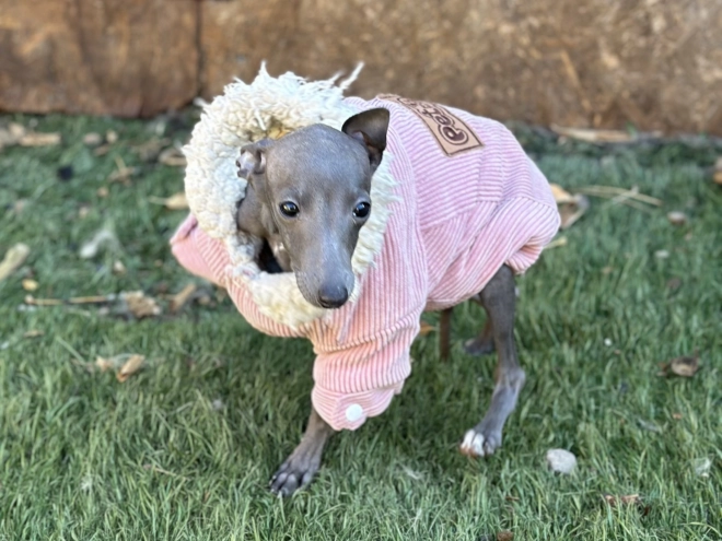 Italian Greyhound puppy for sale