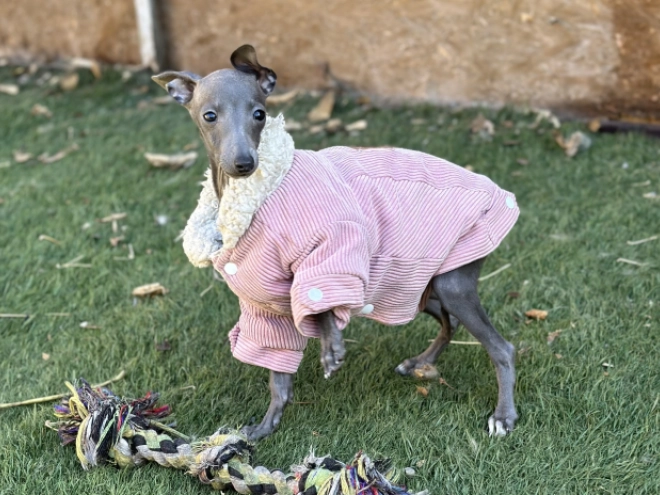 Italian Greyhound puppy for sale