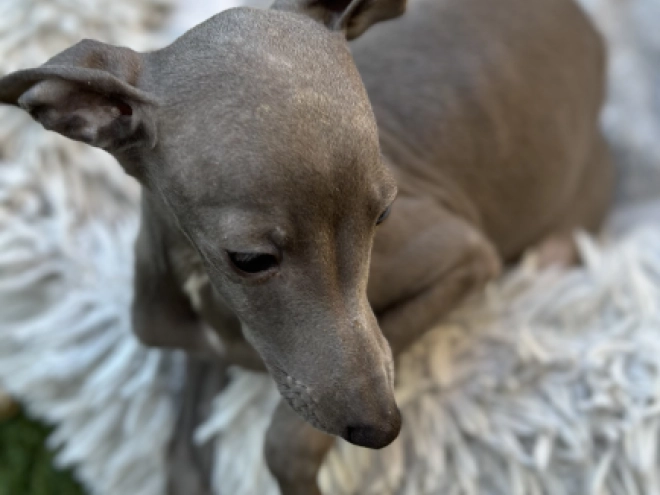 Italian Greyhound puppy for sale