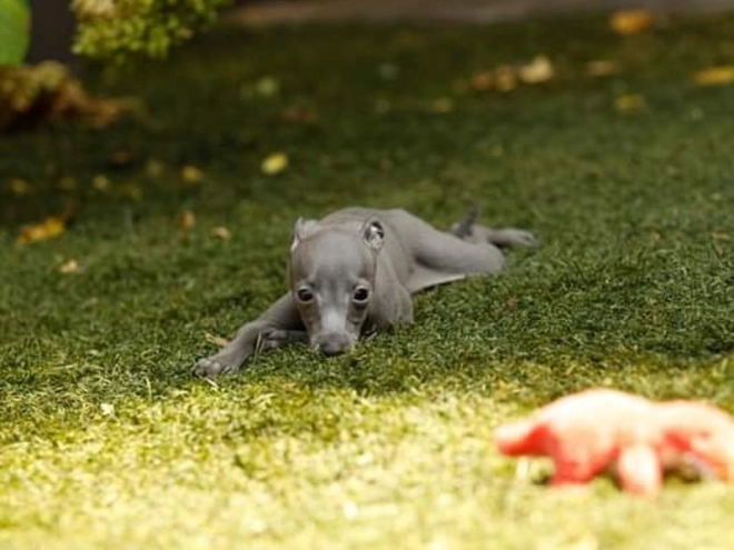 Italian Greyhound puppy for sale