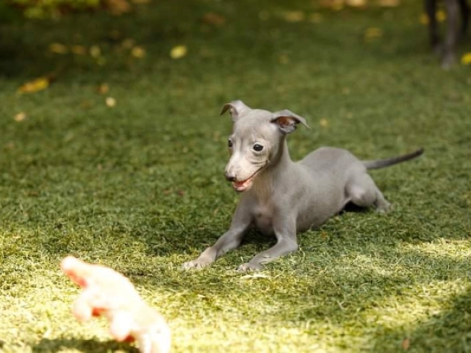 Italian Greyhound puppy for sale
