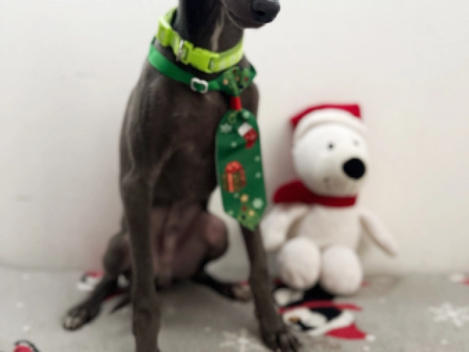 Italian Greyhound puppy for sale