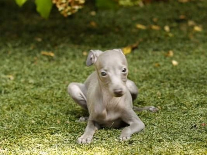 Italian Greyhound puppy for sale