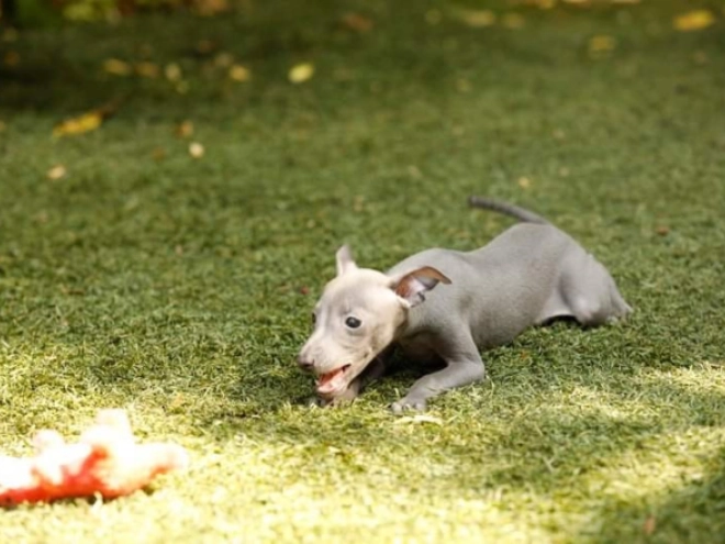 Italian Greyhound puppy for sale