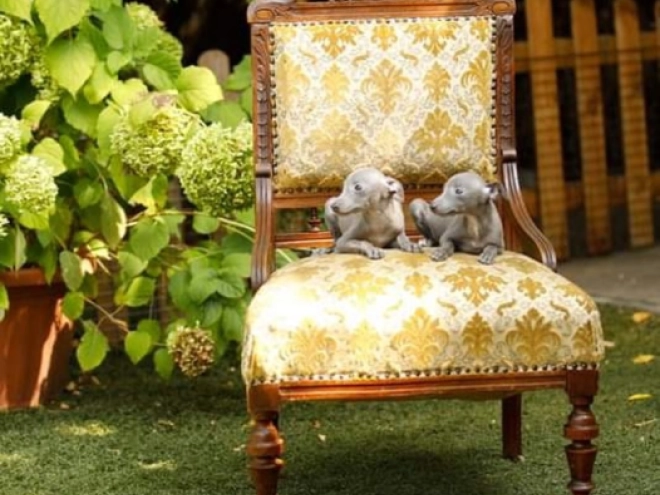 Italian Greyhound puppy for sale