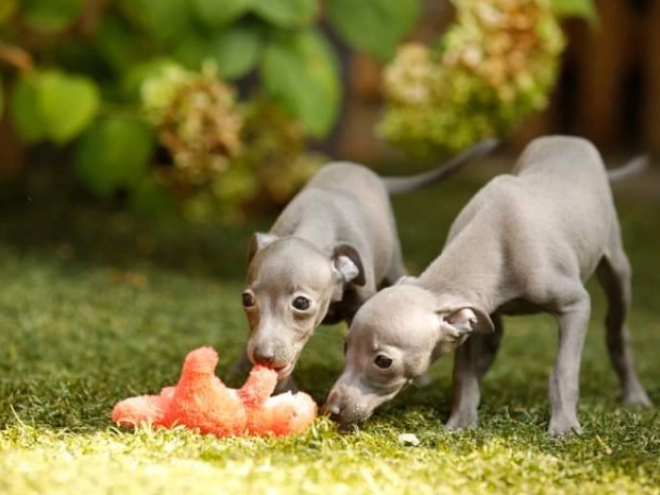 Italian Greyhound puppy for sale