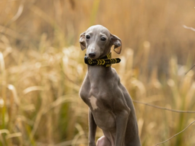 Italian Greyhound puppy for sale