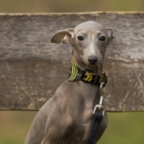 Perros Galgo Italiano en venta