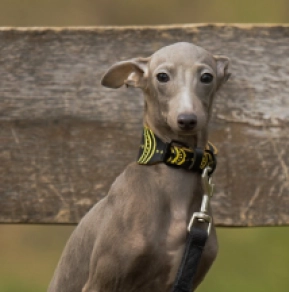 Italian Greyhound puppy for sale