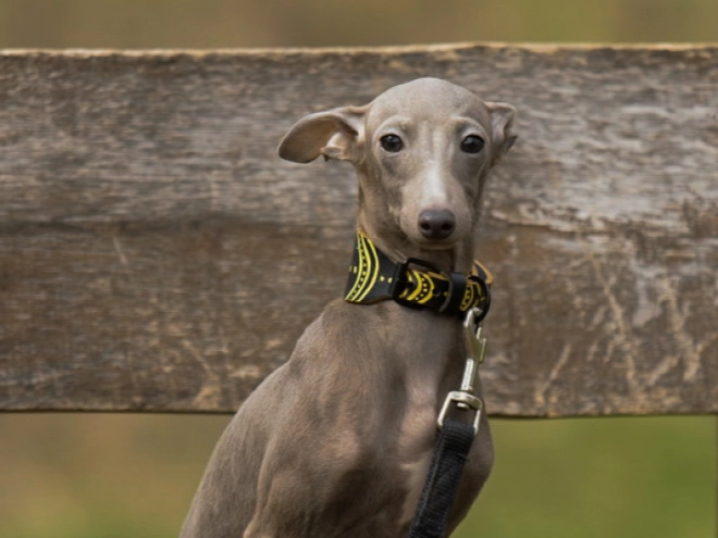 Italian Greyhound puppy for sale