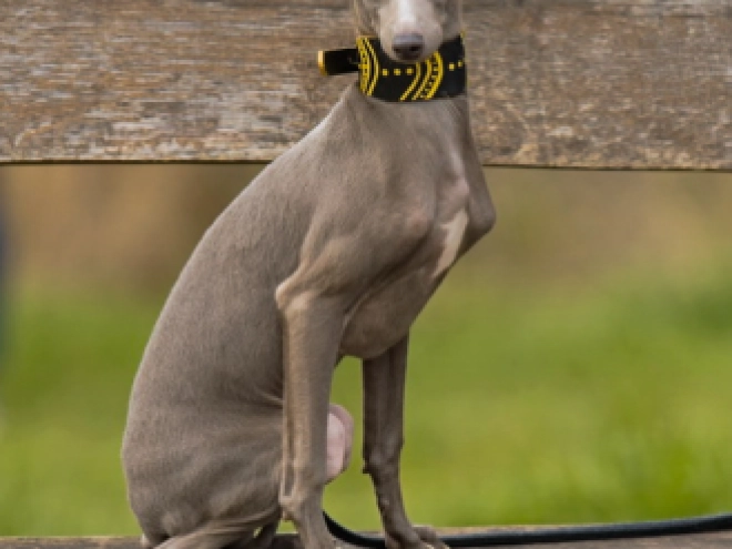 Italian Greyhound puppy for sale