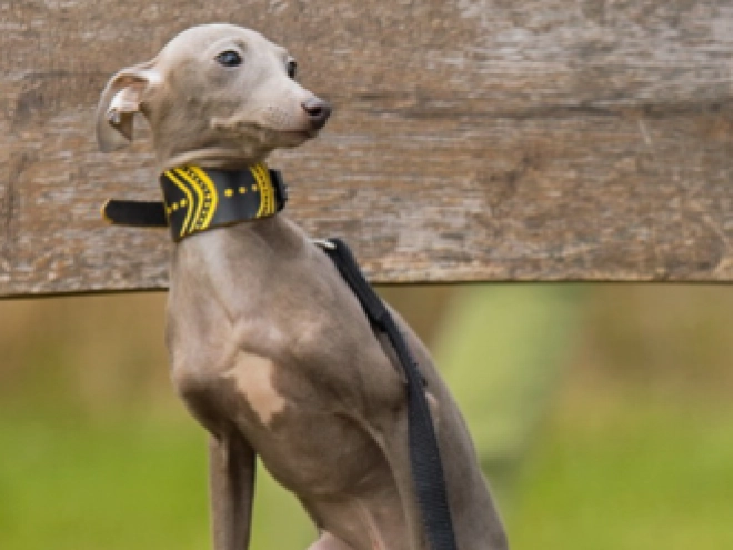 Italian Greyhound puppy for sale