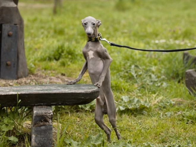 Italian Greyhound puppy for sale