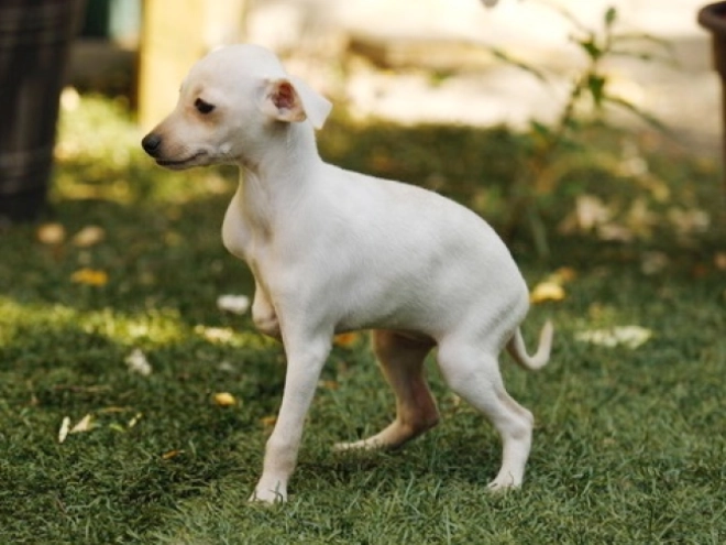 Italian Greyhound puppy for sale