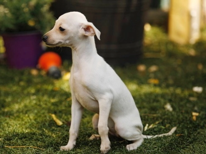Italian Greyhound puppy for sale