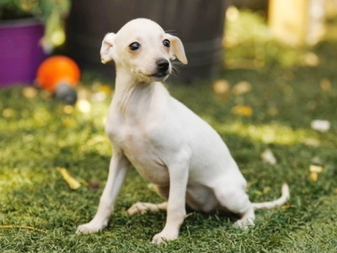 Italian Greyhound puppy for sale