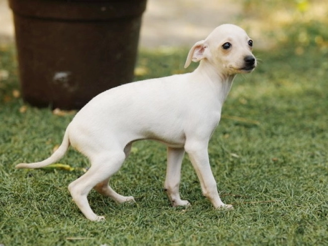 Italian Greyhound puppy for sale