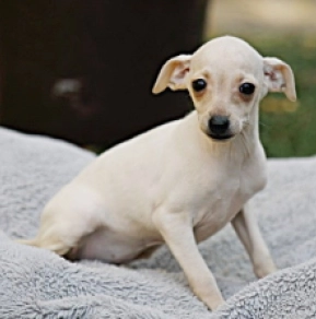 Italian Greyhound puppy for sale
