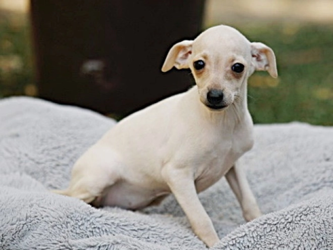 Italian Greyhound puppy for sale