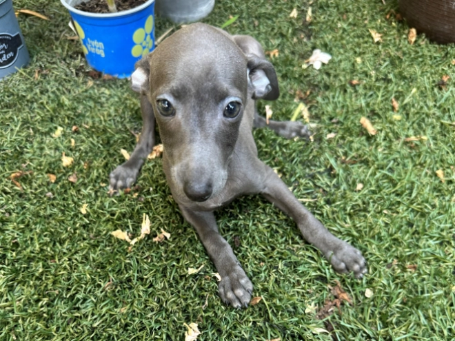 Perros Galgo Italiano en venta