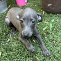 Spectra, blue Galgo Italiano en venta