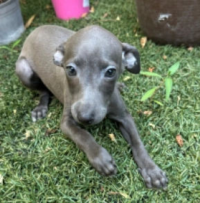 Italian Greyhound puppy for sale