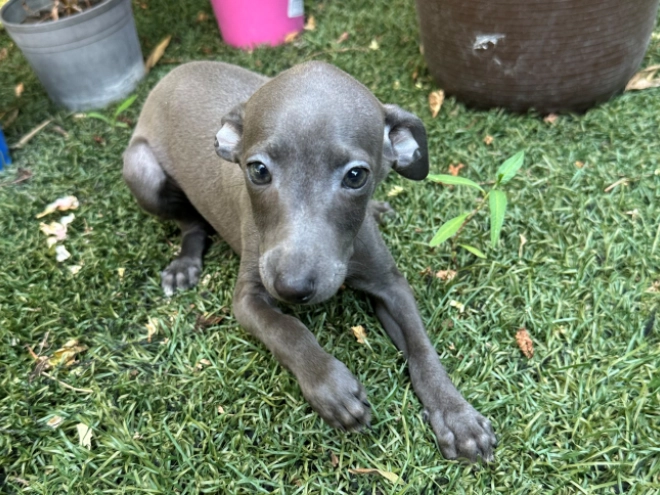 Perros Galgo Italiano en venta