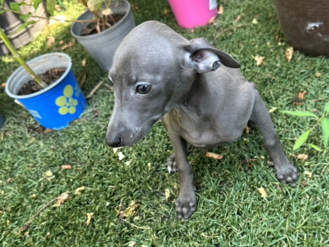Perros Galgo Italiano en venta